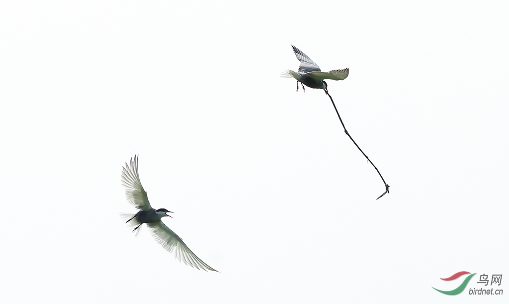 ��Ӣ�븡Ÿ 4014.jpg