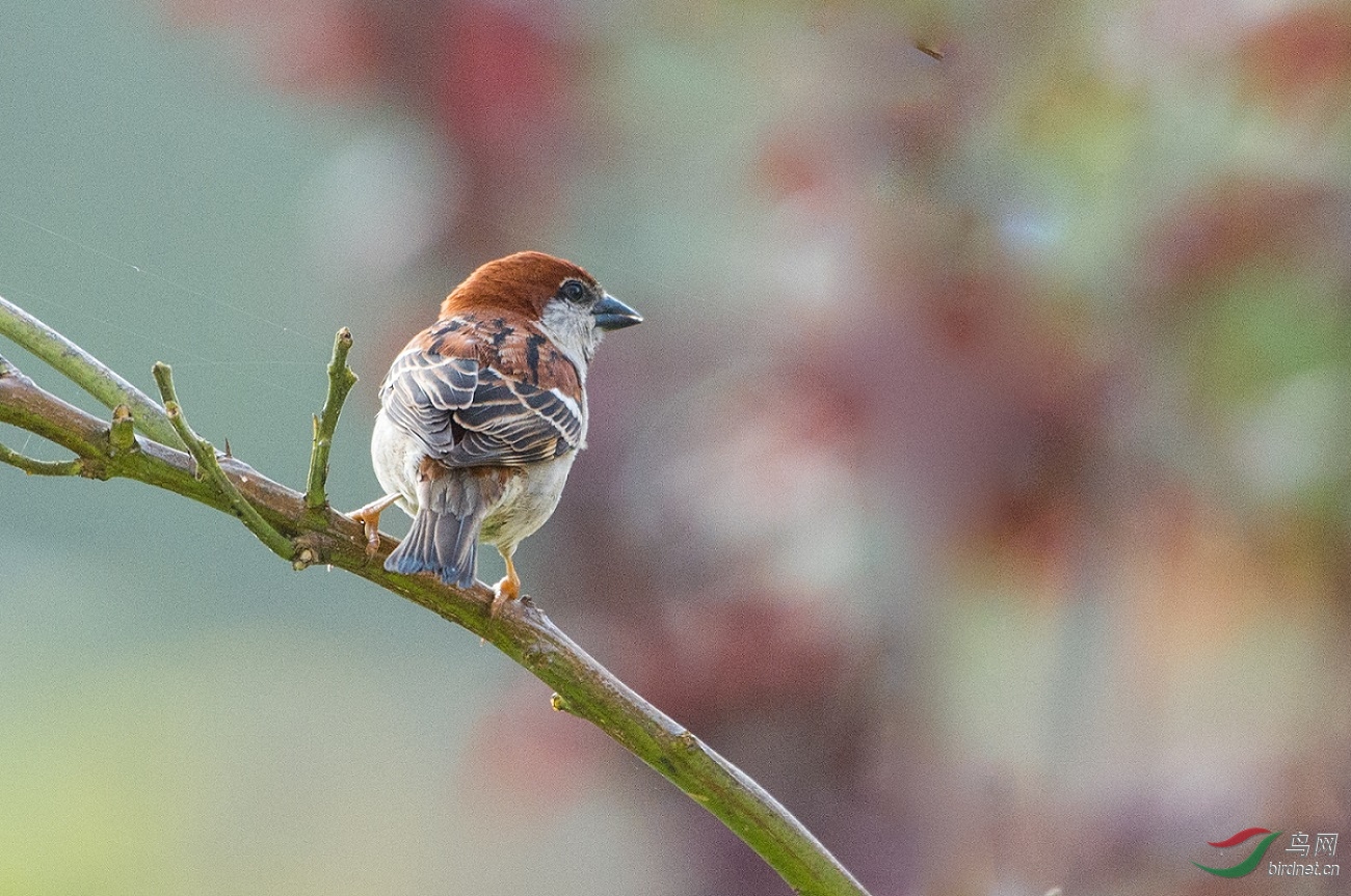 TJP_5351 - ����.jpg