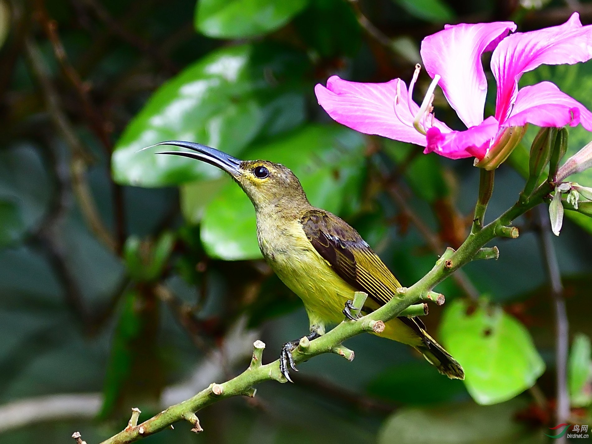 DSC_0921.jpg