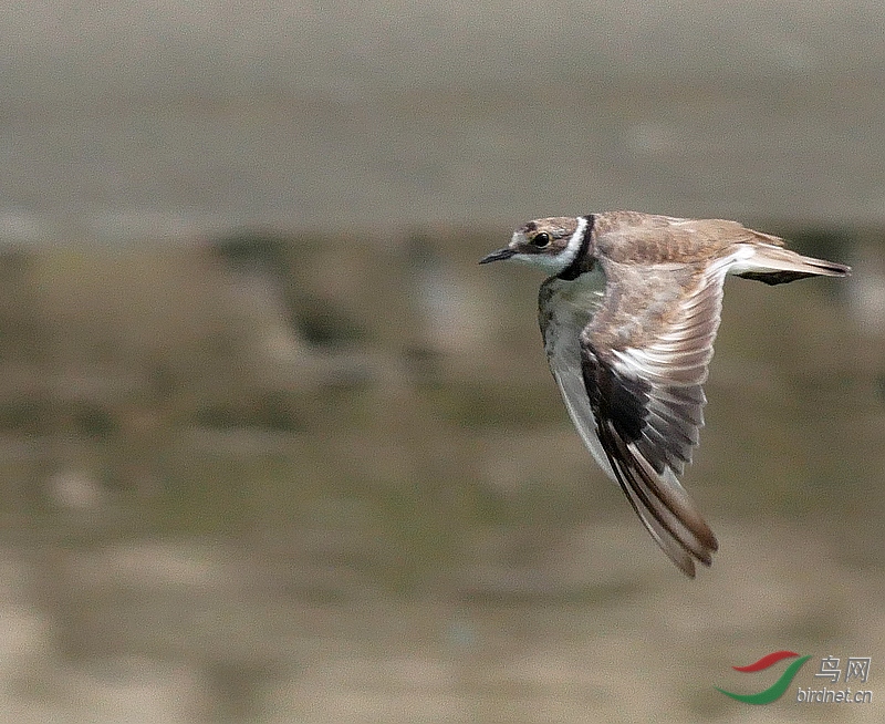 P3100960 - ����.JPG