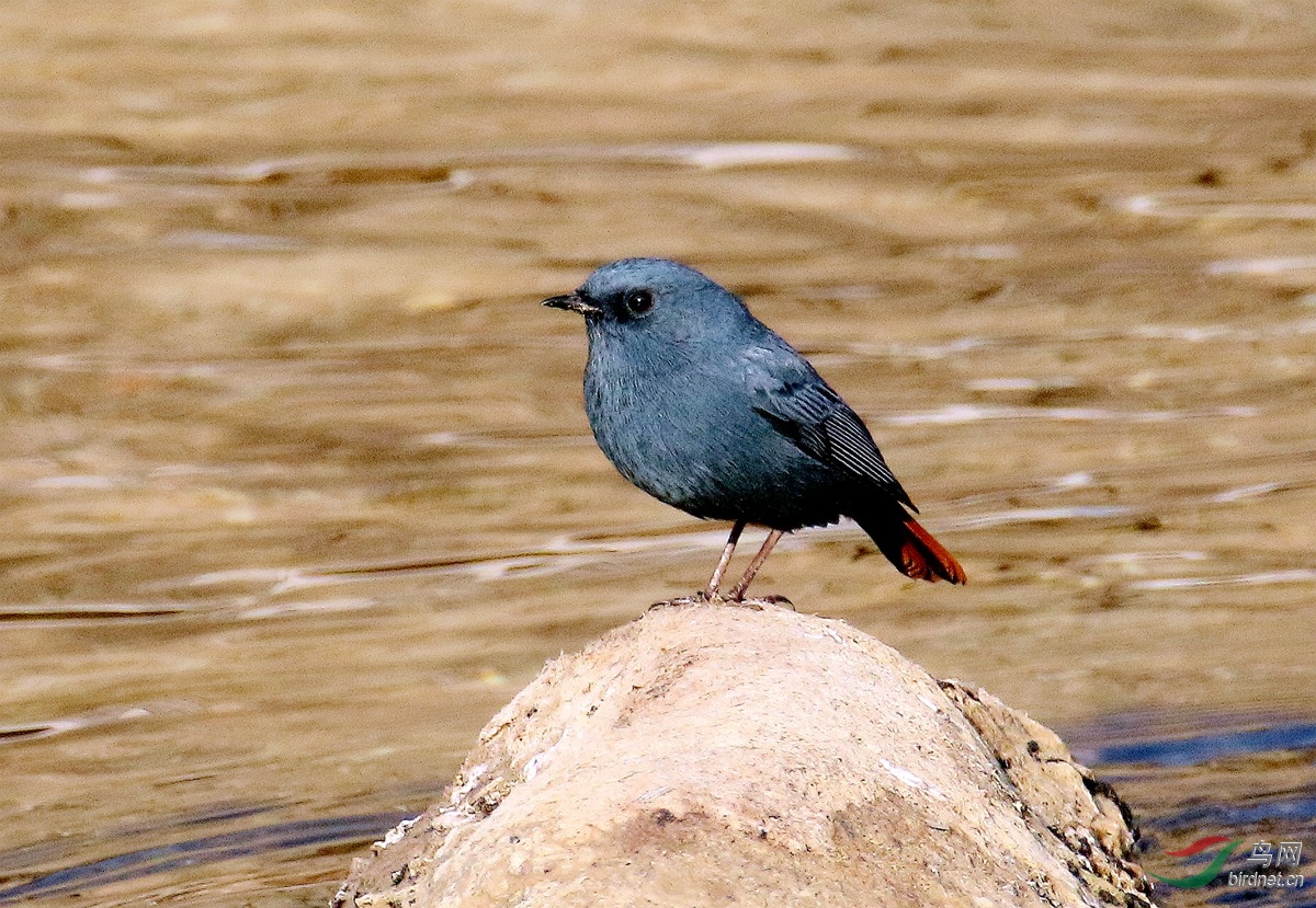 A6301��βˮ�.JPG