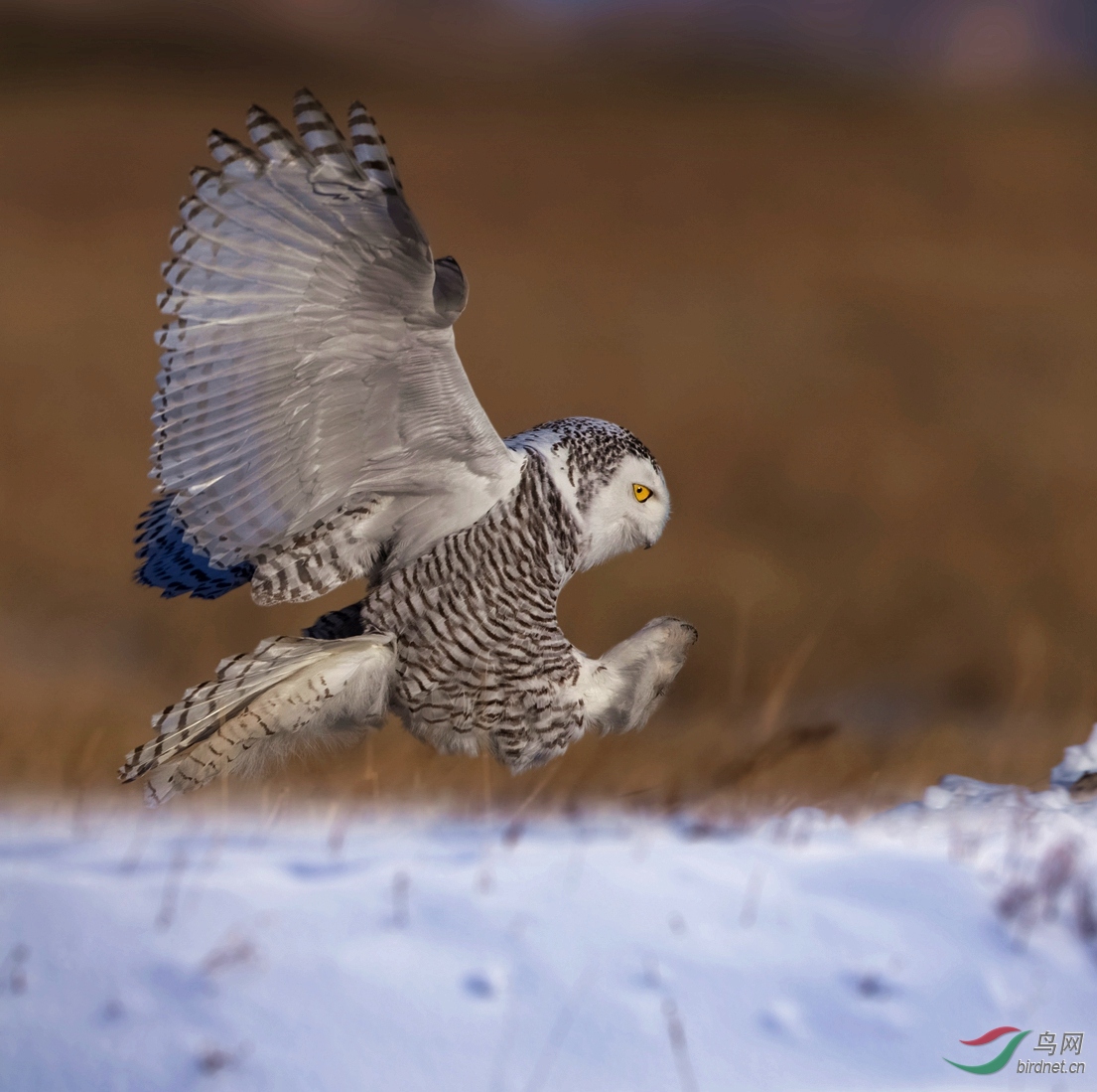 J4W_6720  ˲�䲶ʳ        ���ɹŰ�.jpg