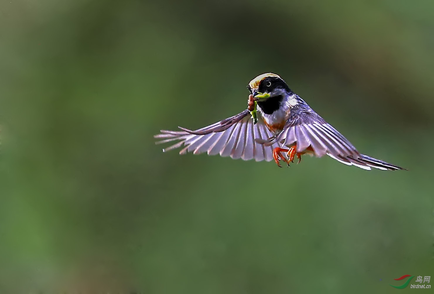 ��ͷ��βɽȸ (13).jpg