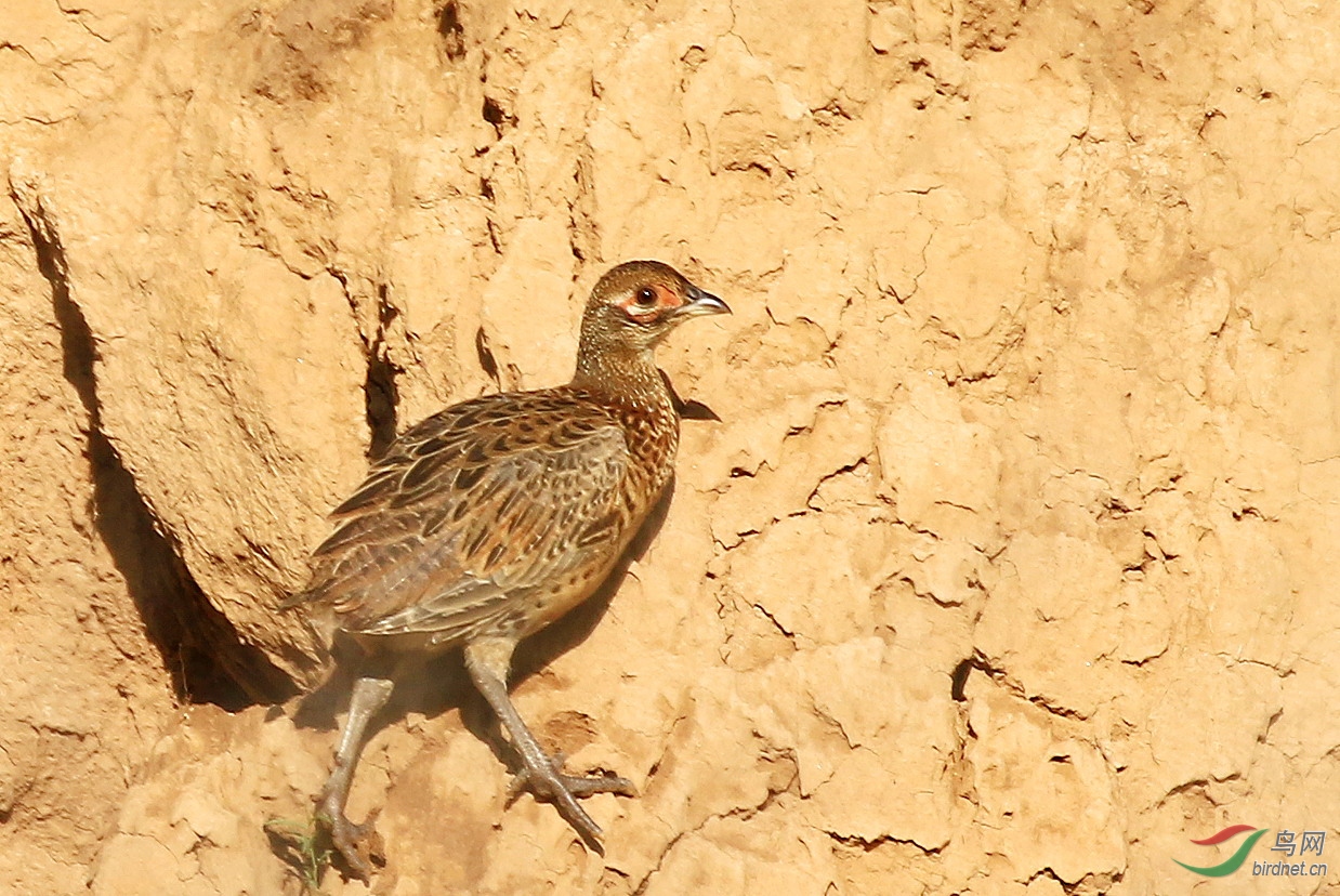 坎边避险雉鸡内蒙亚种幼鸟