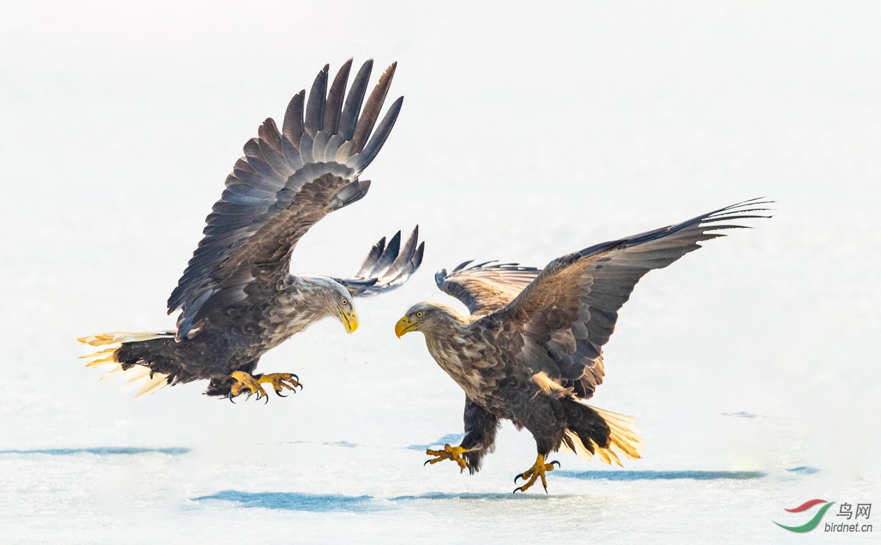 两只白尾海雕.jpg