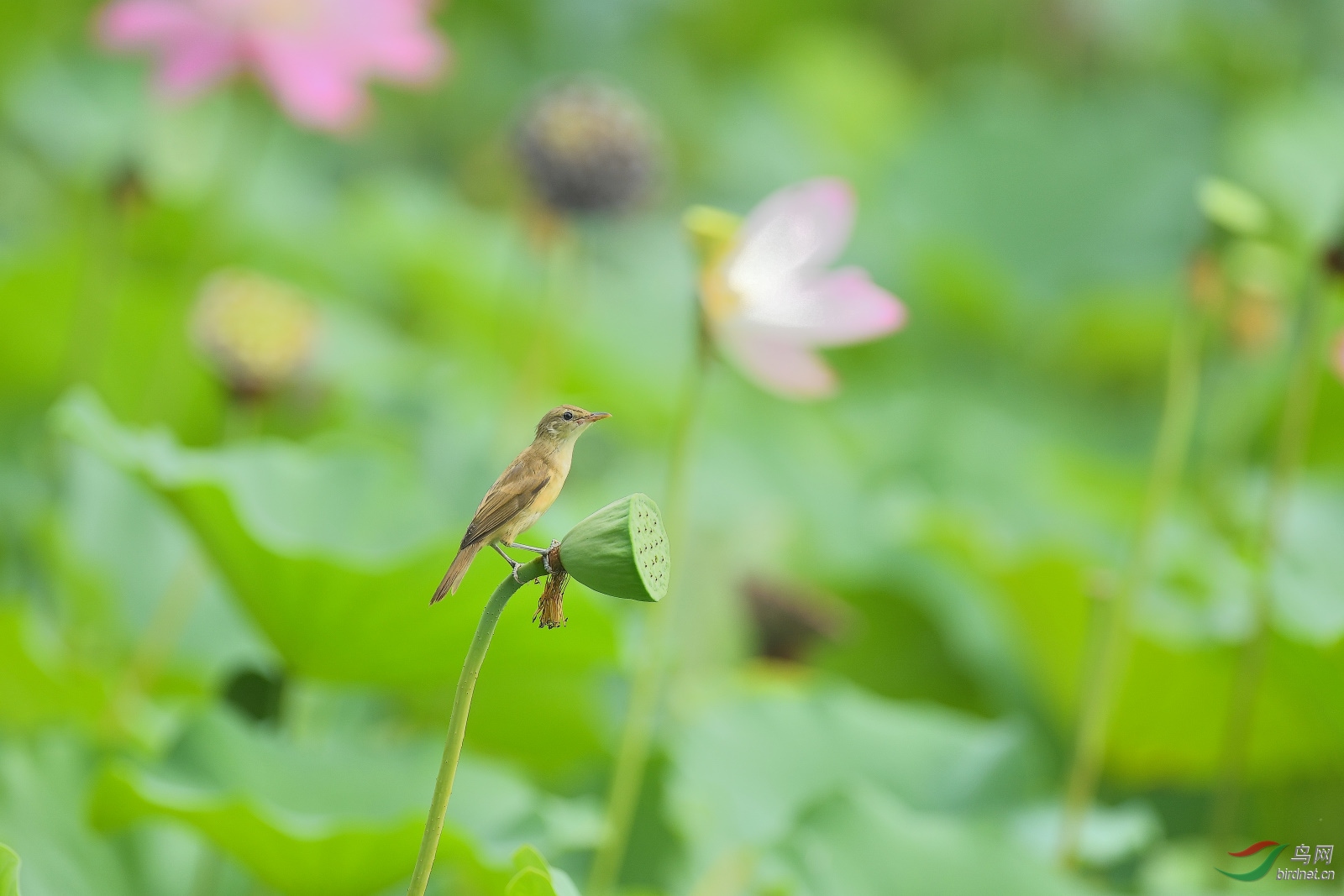 DSC_1246.JPG