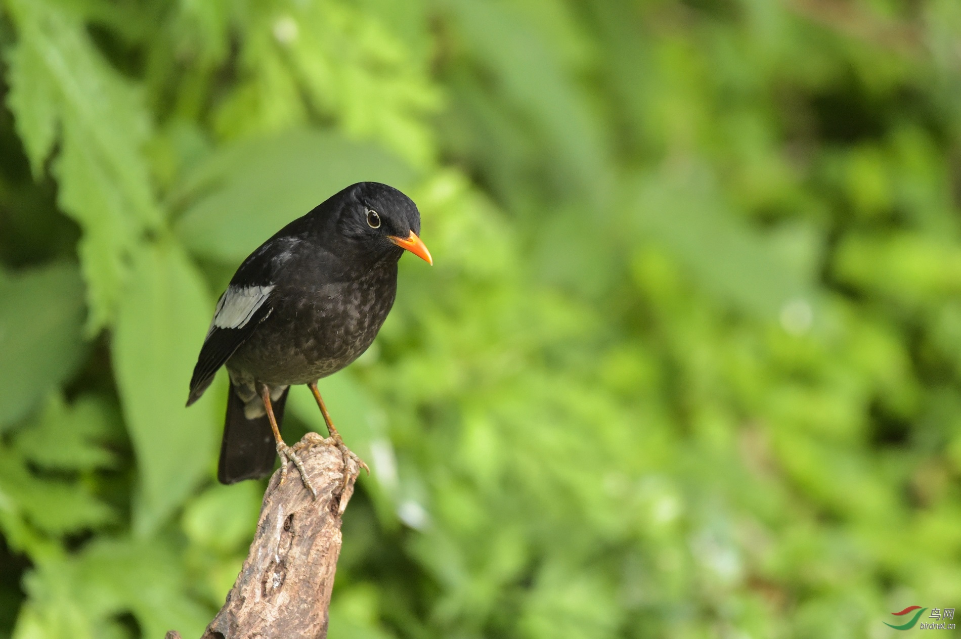 TJP_5170 - ����.jpg