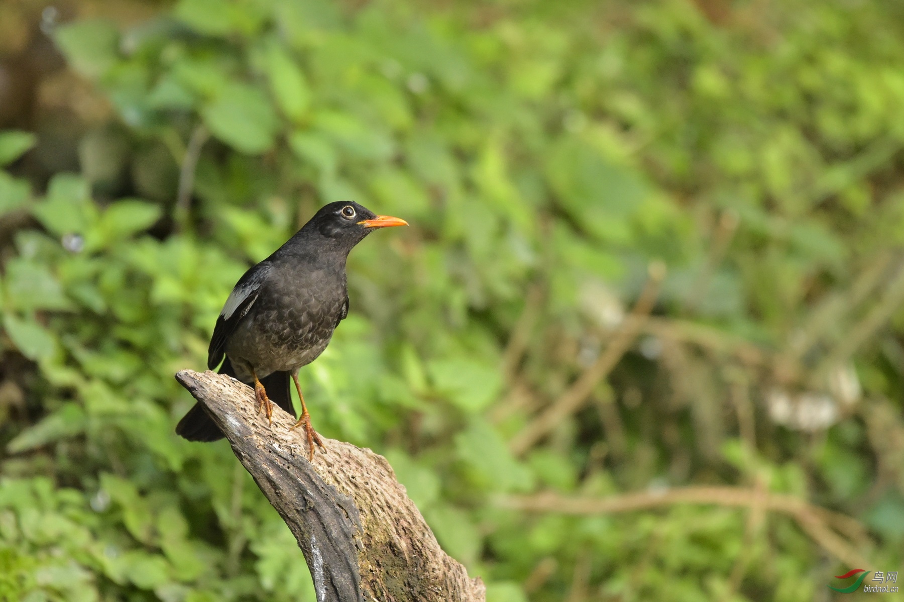 TJP_5174 - ����.jpg