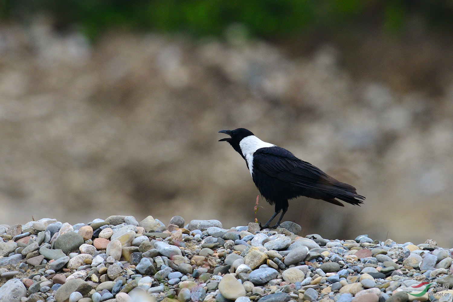 DSC_3173fb.jpg