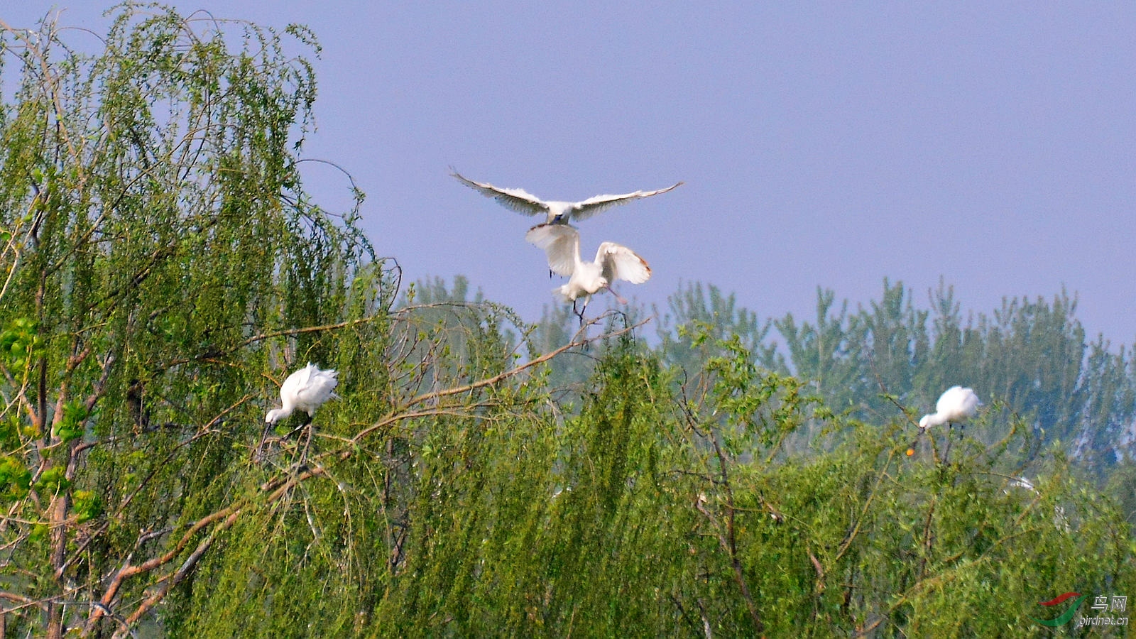 DSC_6306.JPG