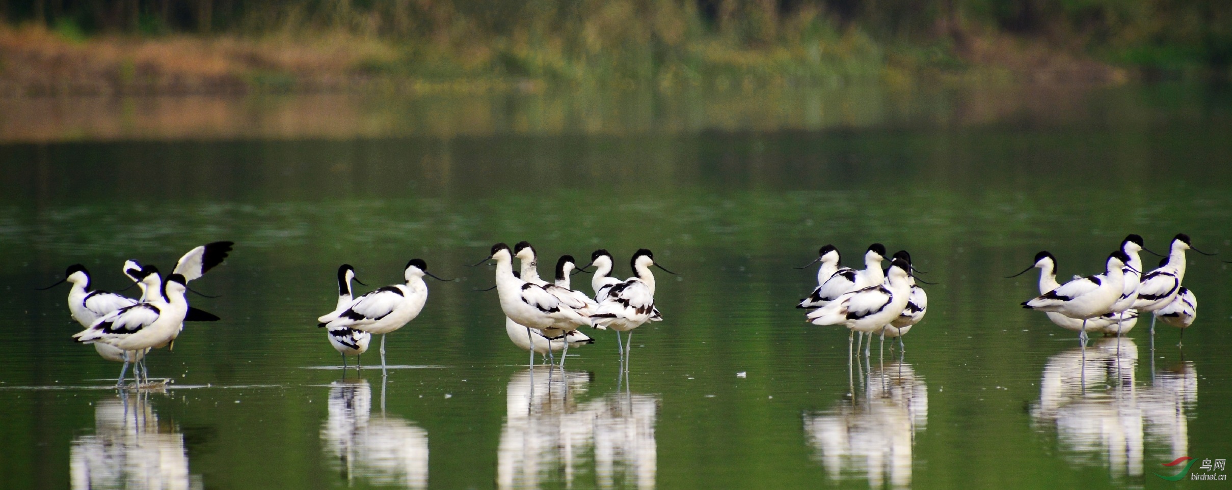 DSC_9196_conew1.jpg