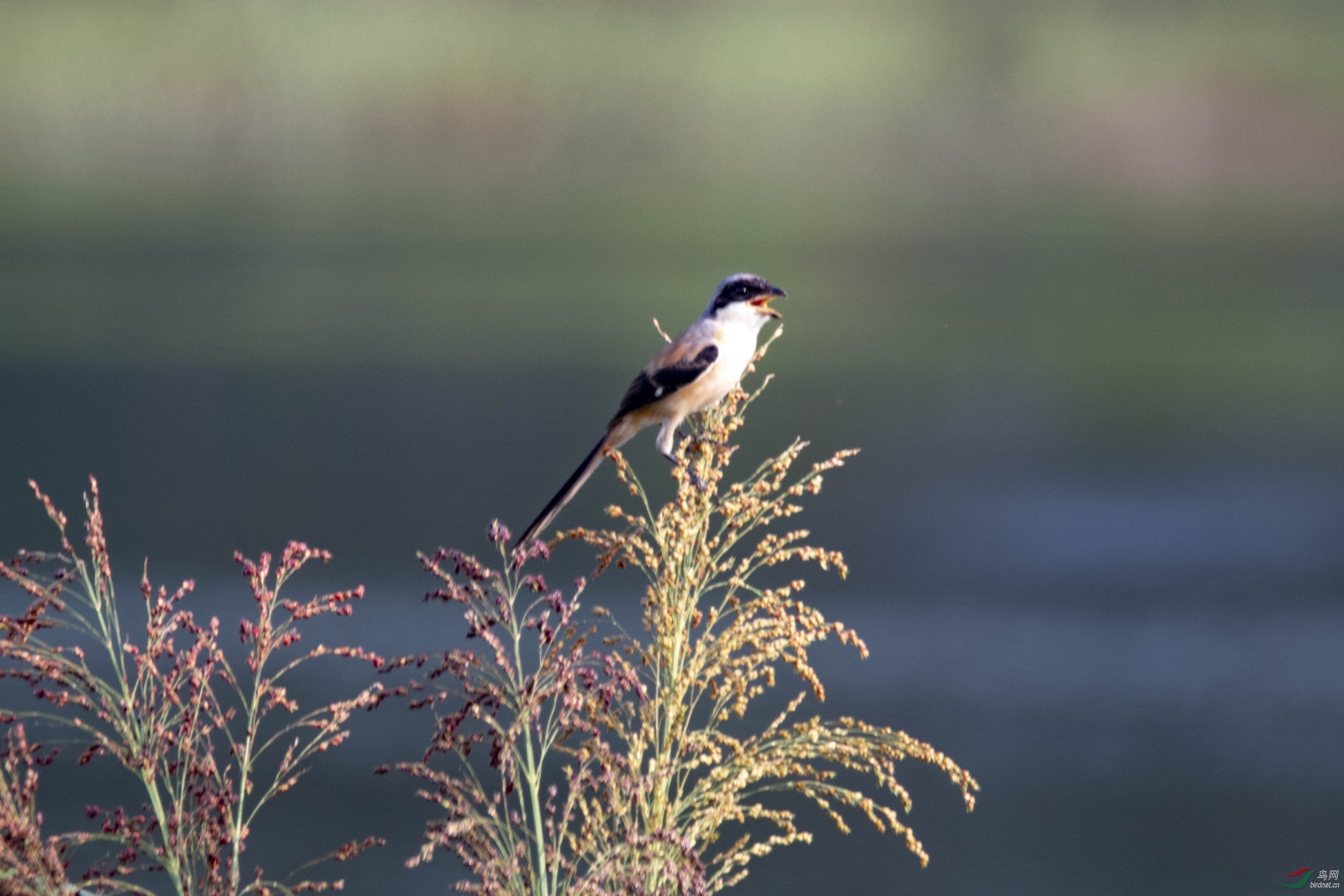D50_8889.jpg
