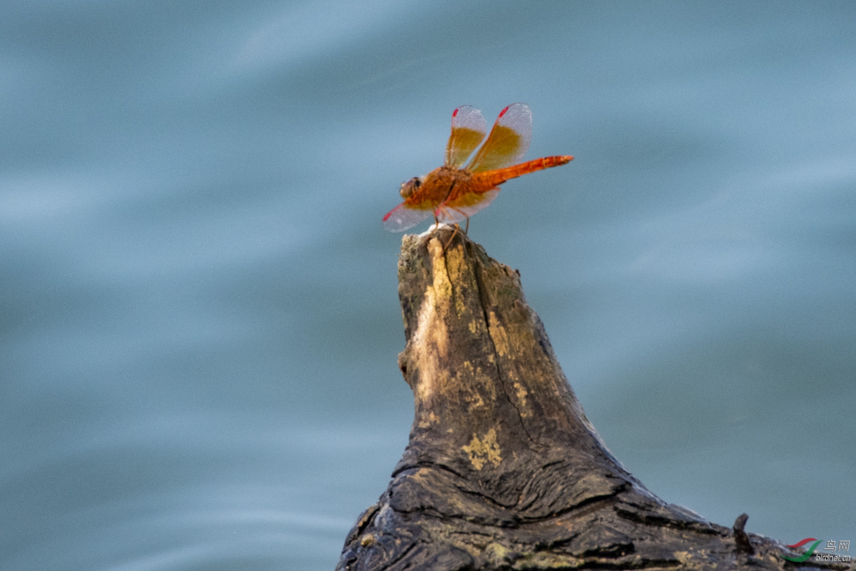 D85_3957.jpg