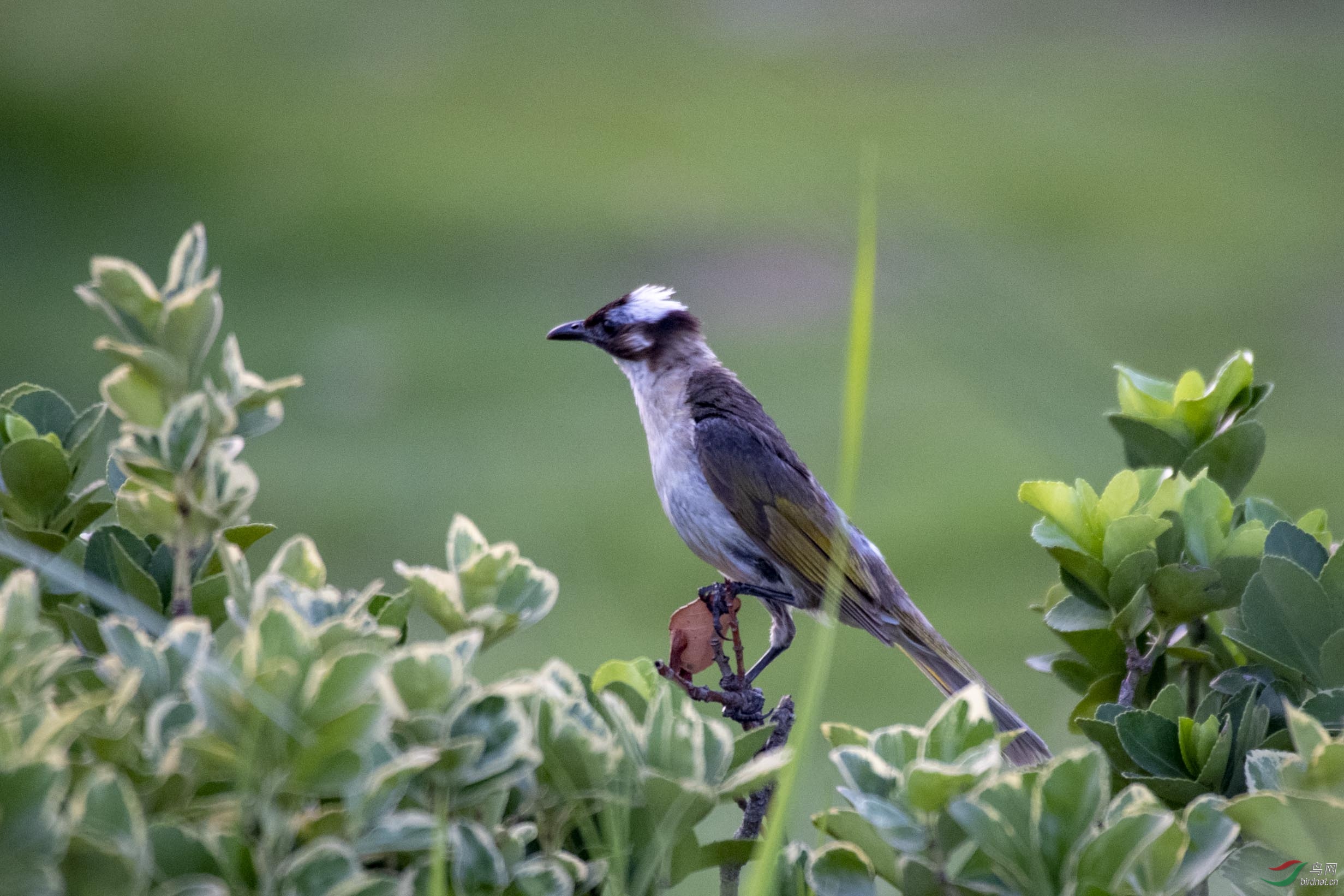 D85_3967.jpg