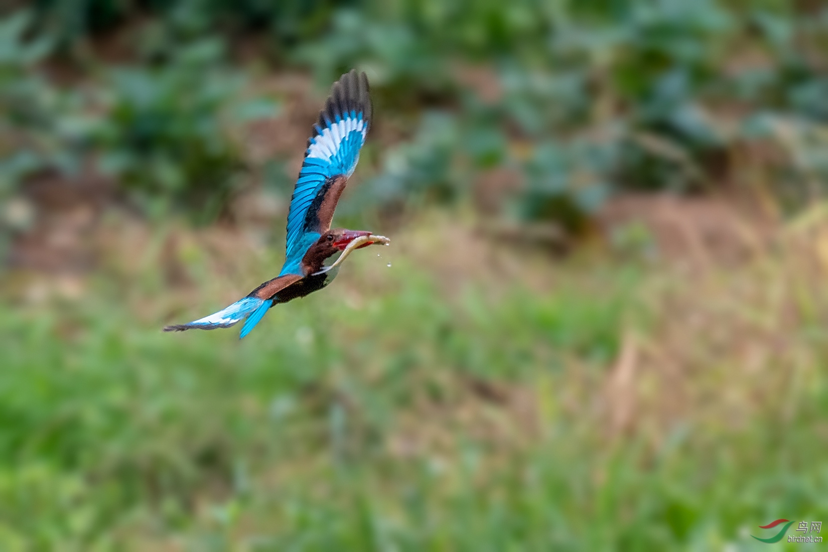 DSC_0651.jpg