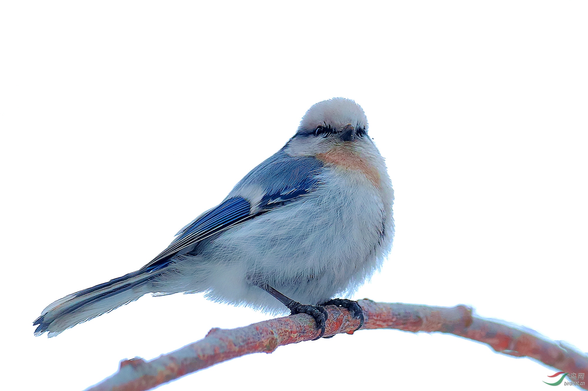 蓝灰色长尾巴的鸟图片