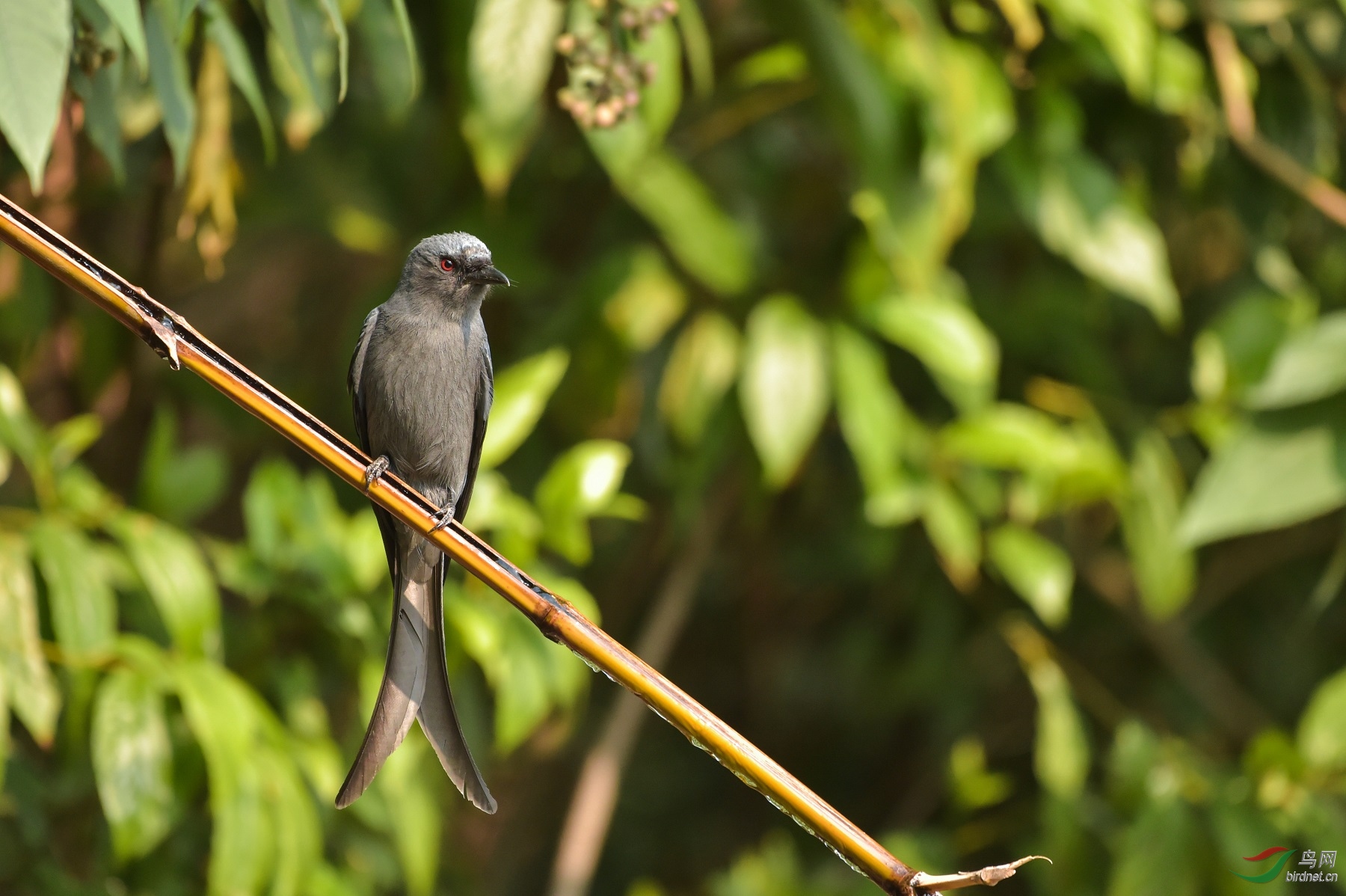 TJP_2339 - ����.jpg