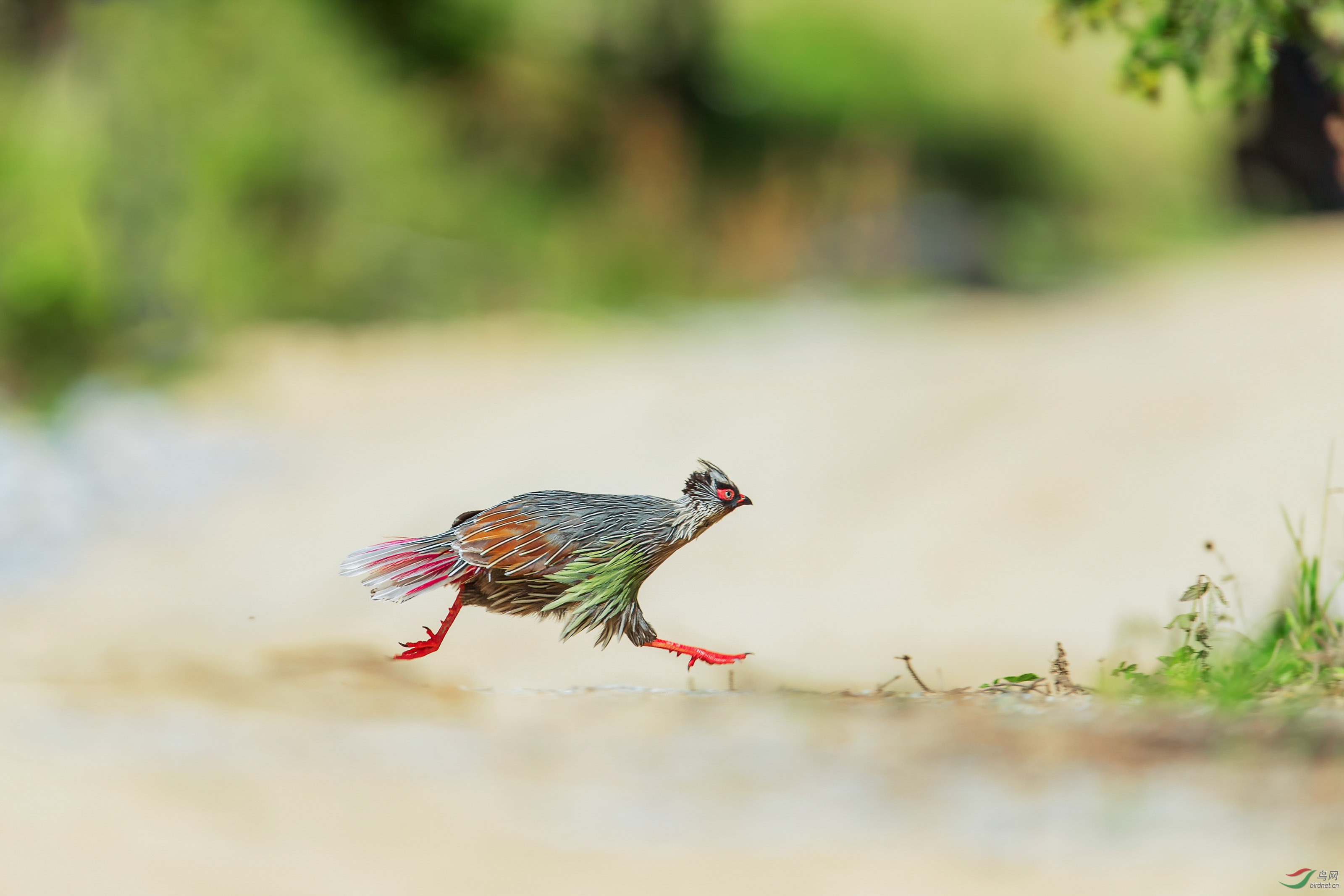 逃-秦岭血雉(荣获首页鸟类精华及版块佳作)