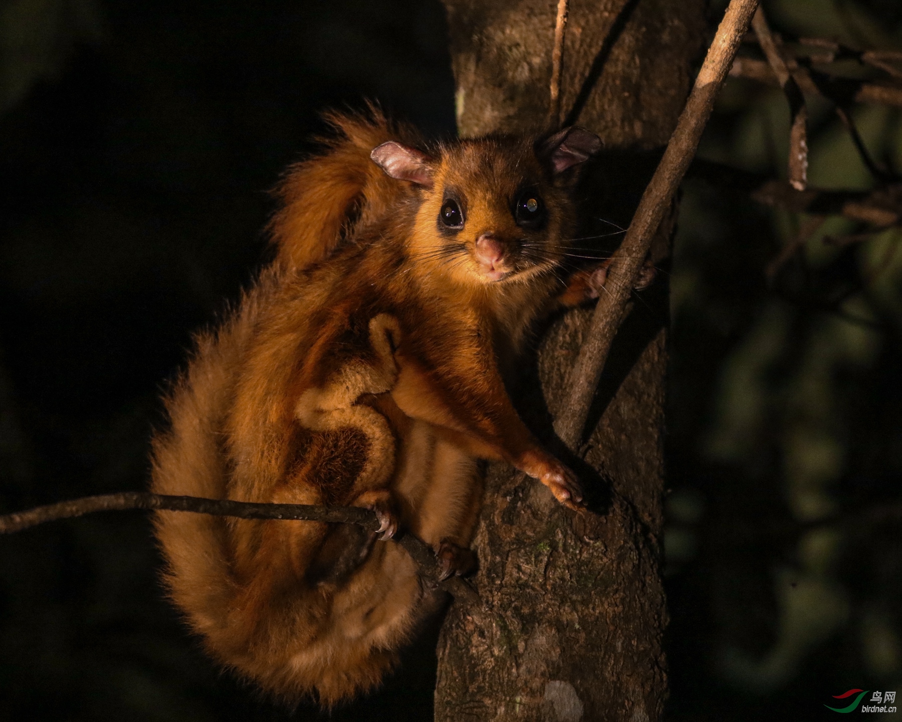夜拍棕鼯鼠