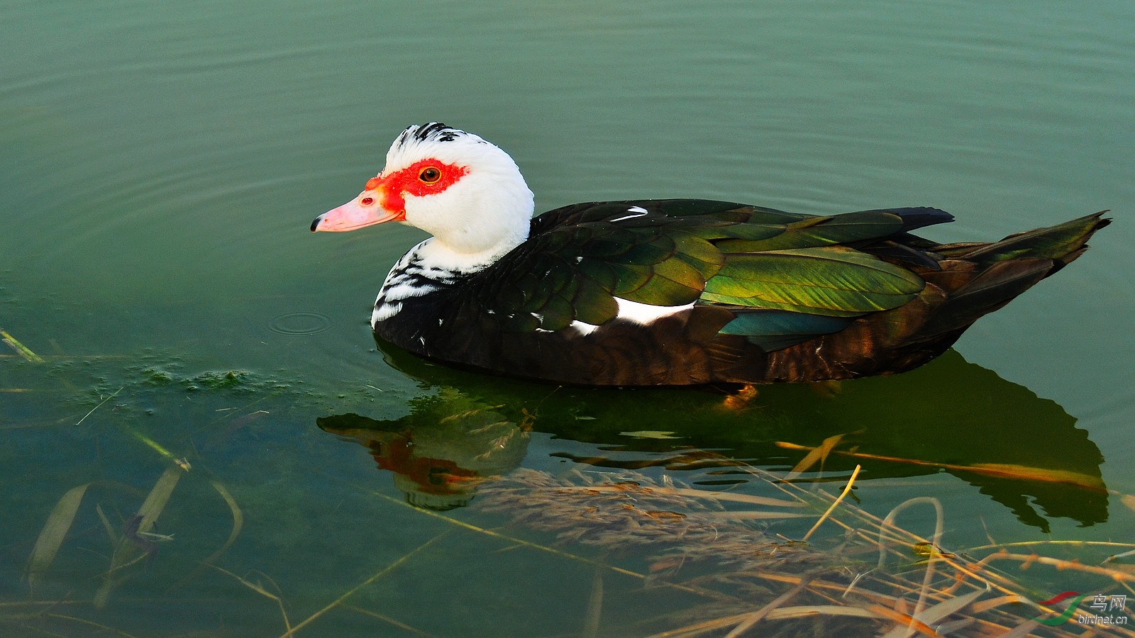 DSC_4132.JPG
