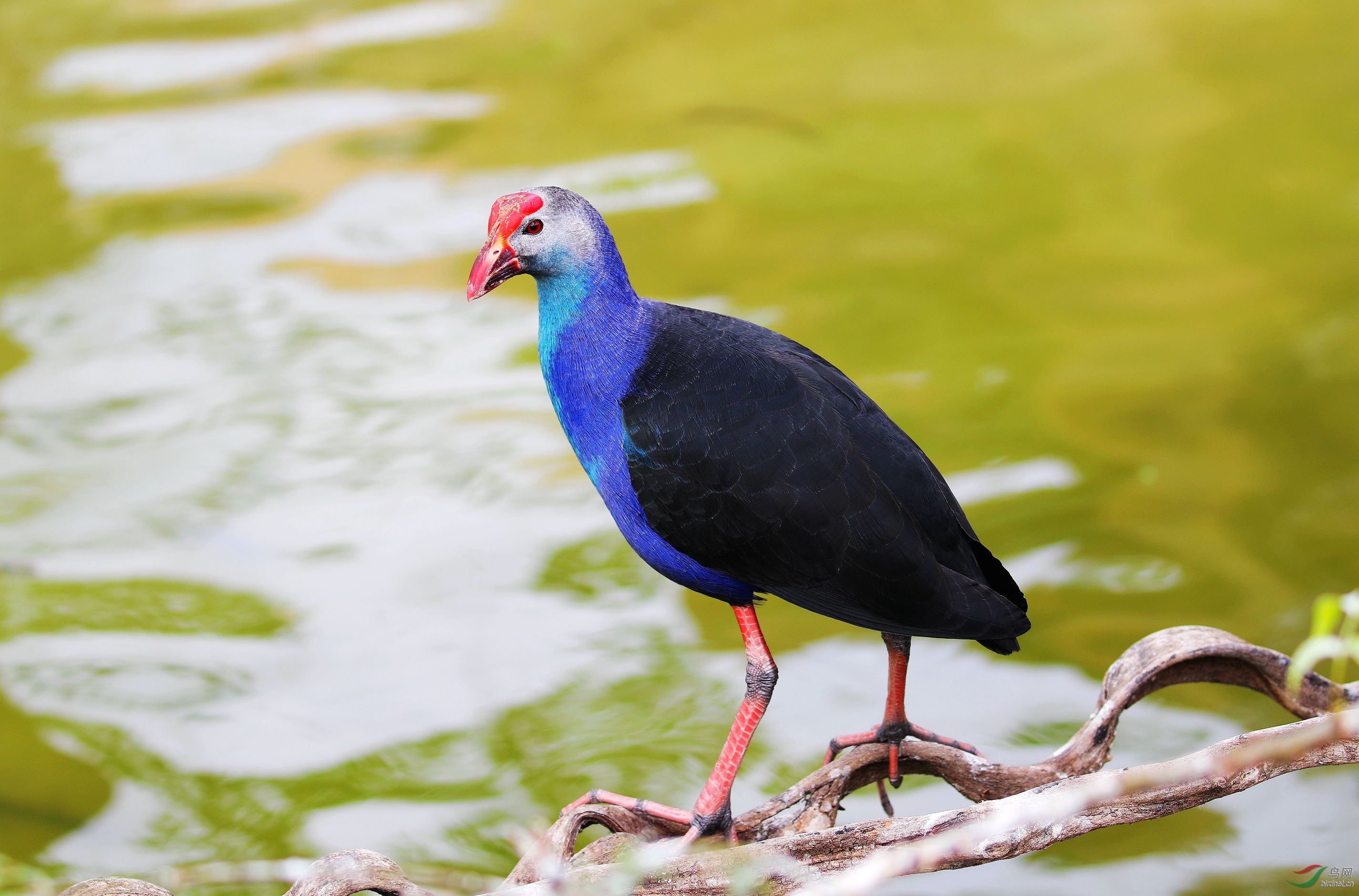 紫水鸡