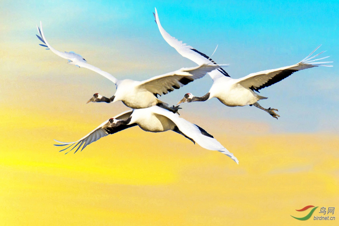 [水鸟] 三兄弟迎着朝霞飞行-丹顶鹤