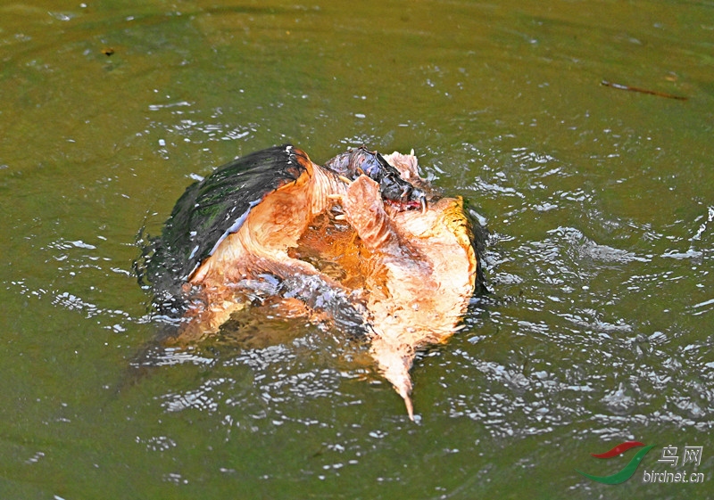 DSC_4254-_����.jpg