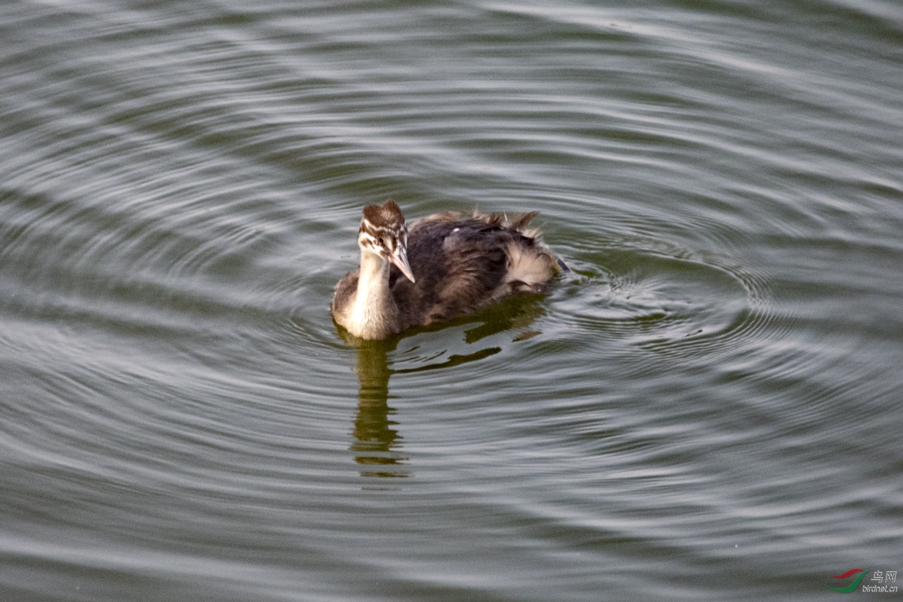 D85_1447.jpg