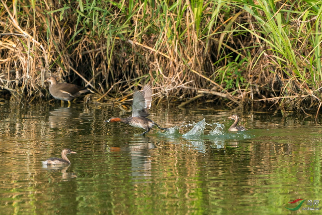 ���������ڳ������ģ�ͻȻ����һ��ˮ�죬�Ͻ������ţ�ԭ����С䴙䴘��