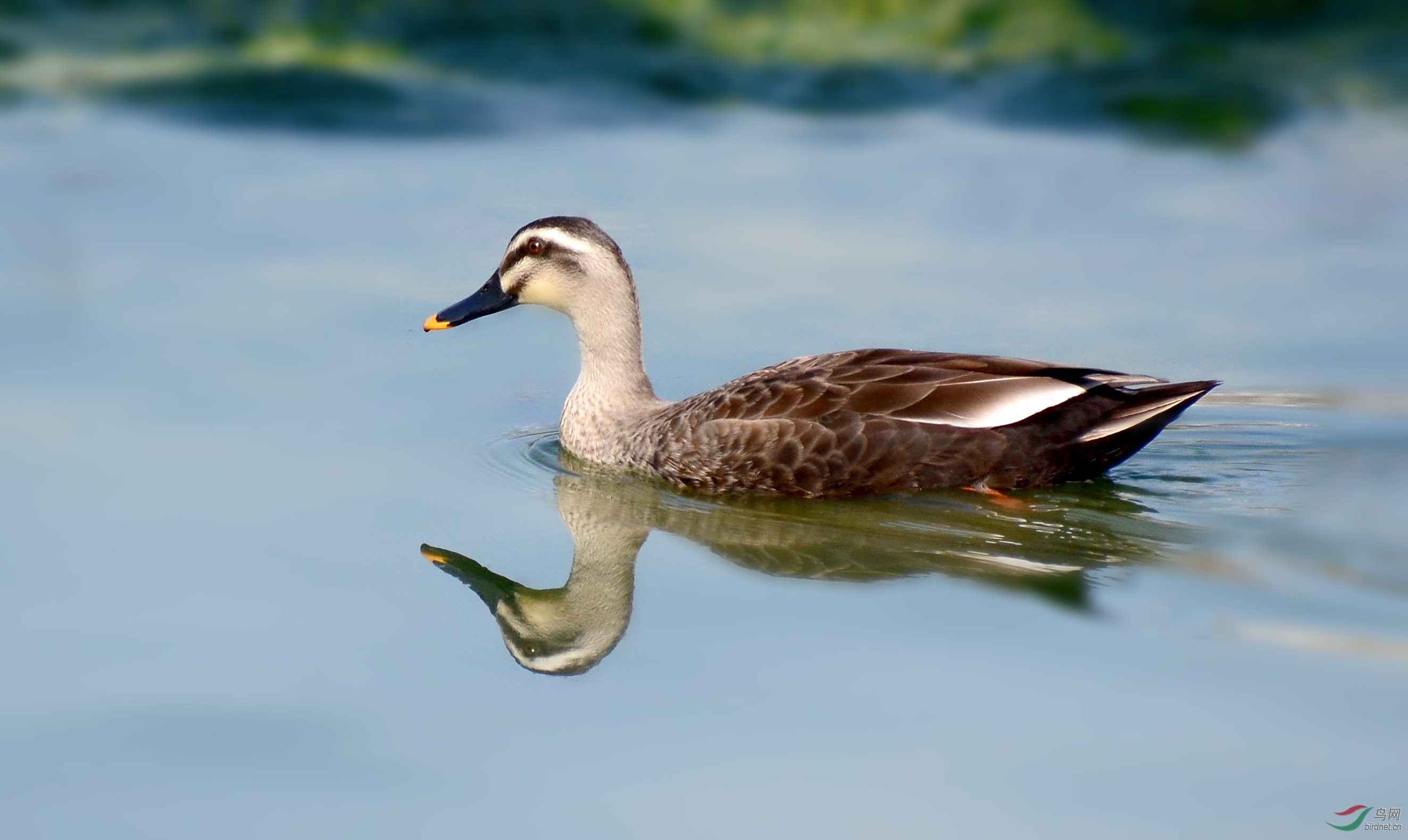 DSC_0519_conew1.jpg