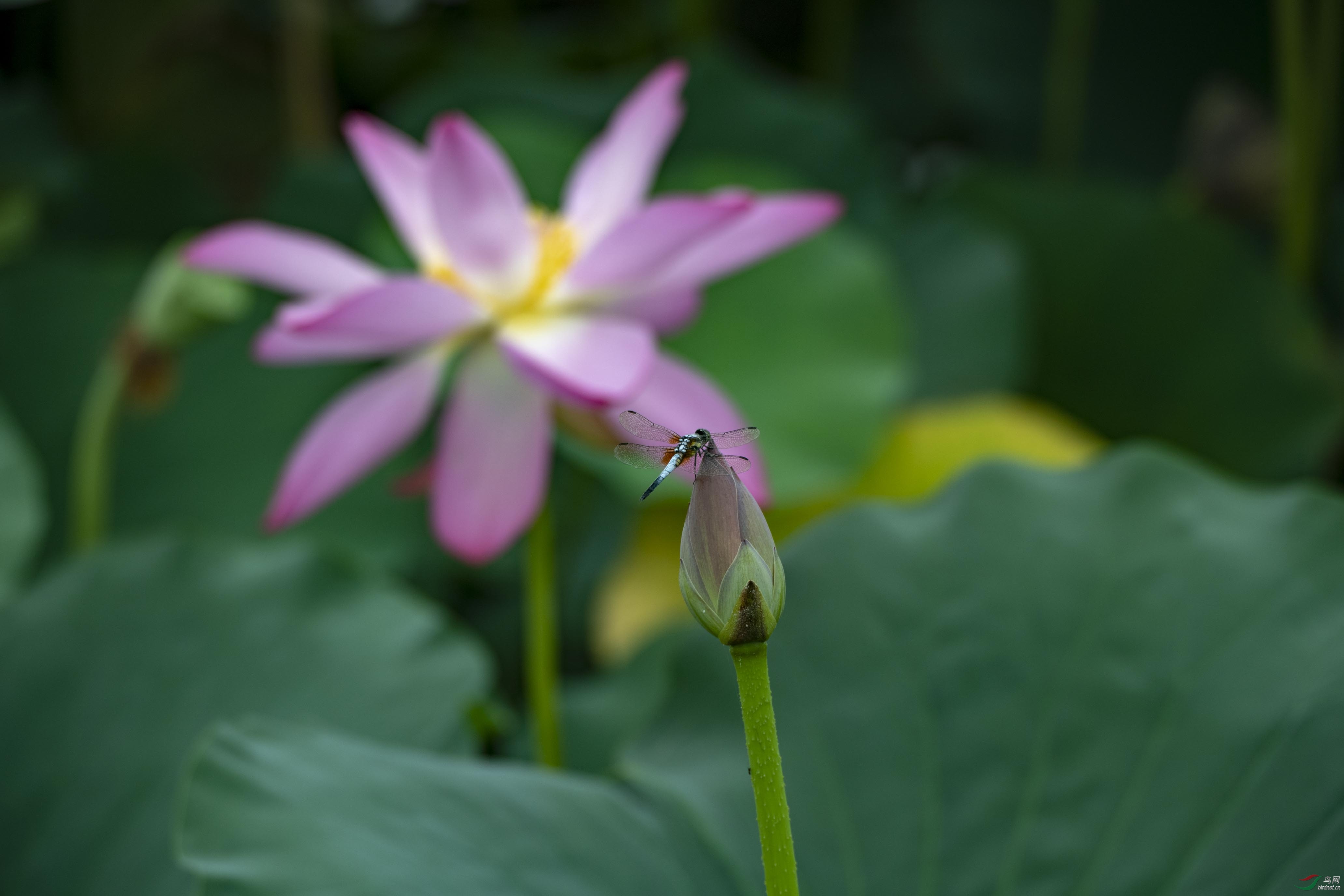 D85_1242.jpg
