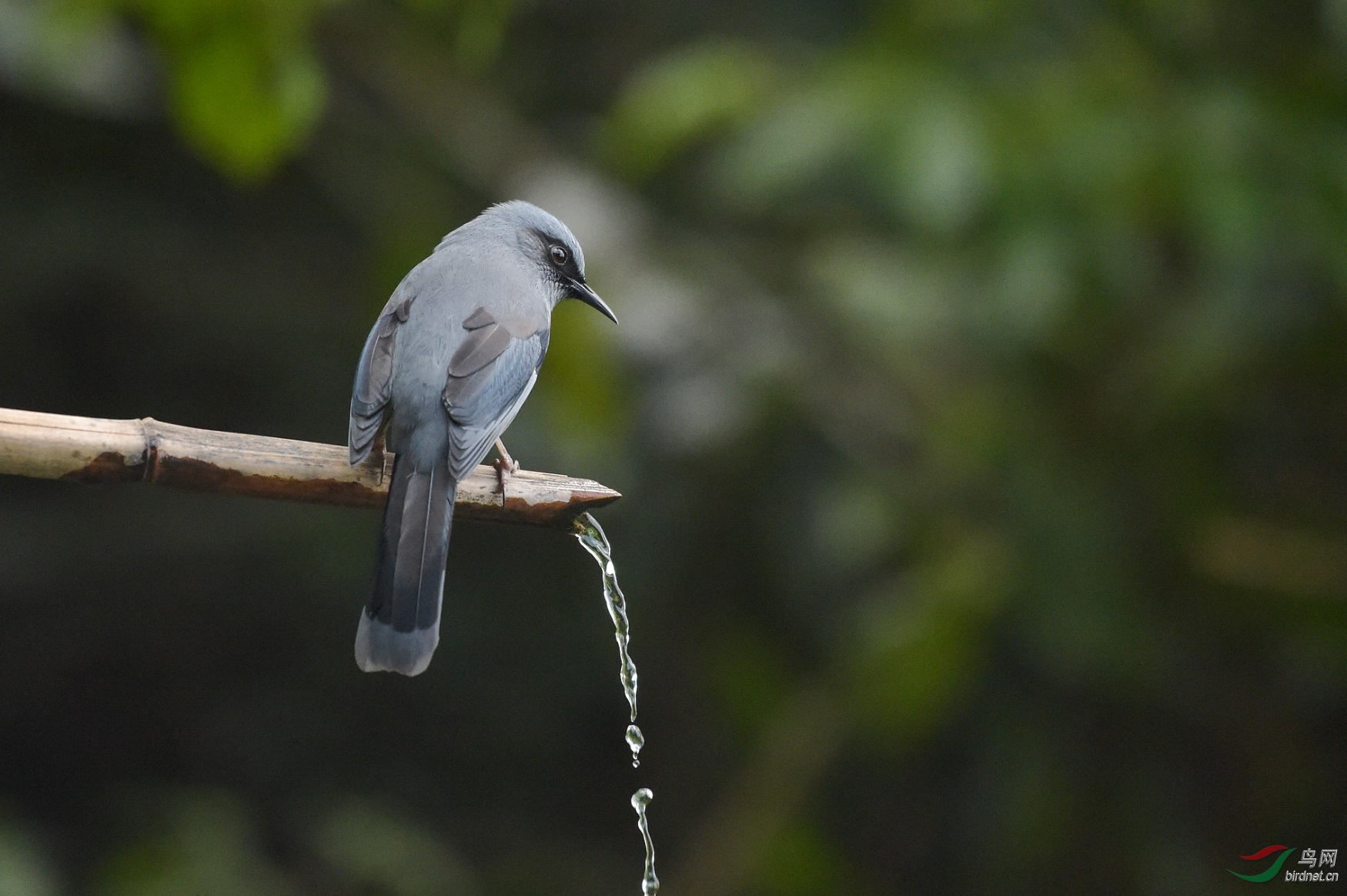 TJP_6806 - ����.jpg