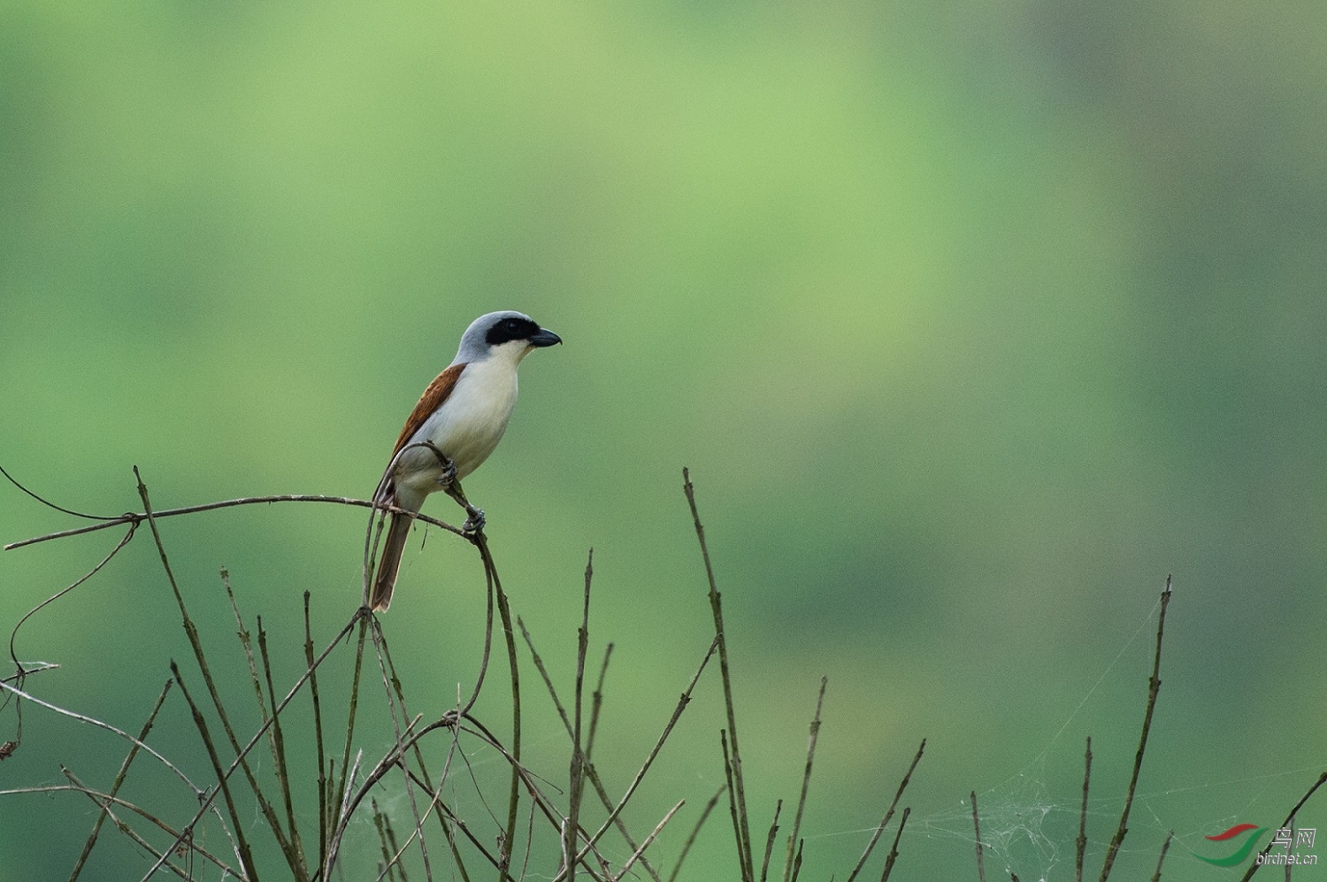 TJP_2829 - ����.jpg