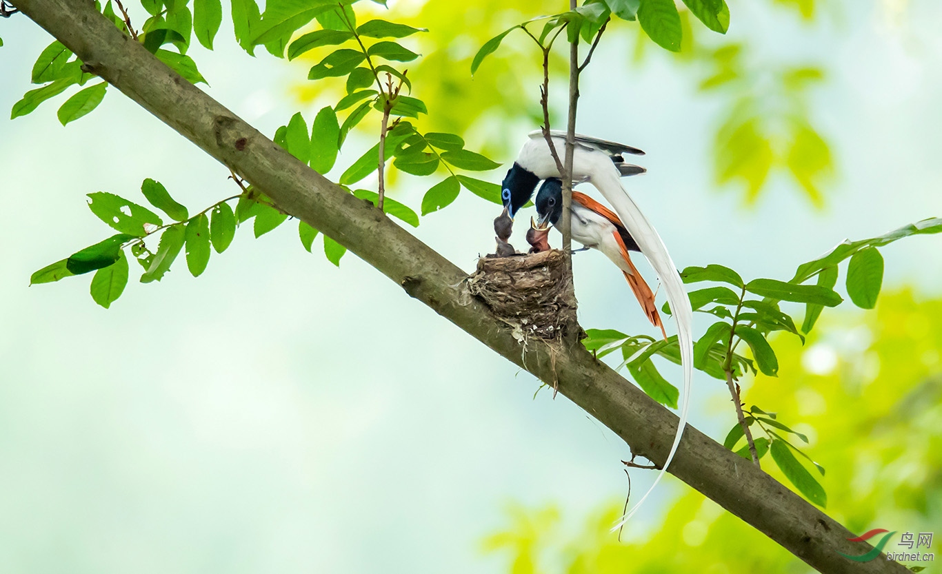 年会哀哀父母生我劬劳法师