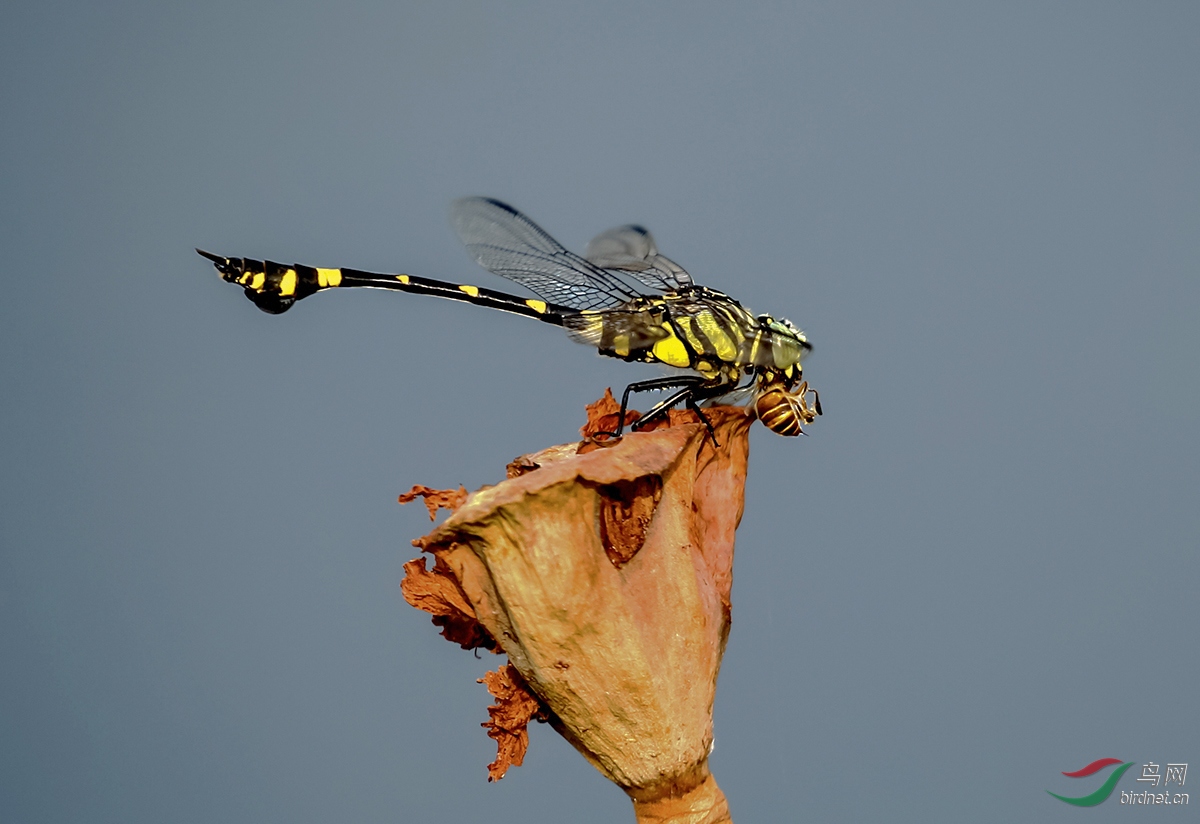 一只蜻蜓捕捉到一只蜜蜂用约四分钟吃剩二只翅膀.