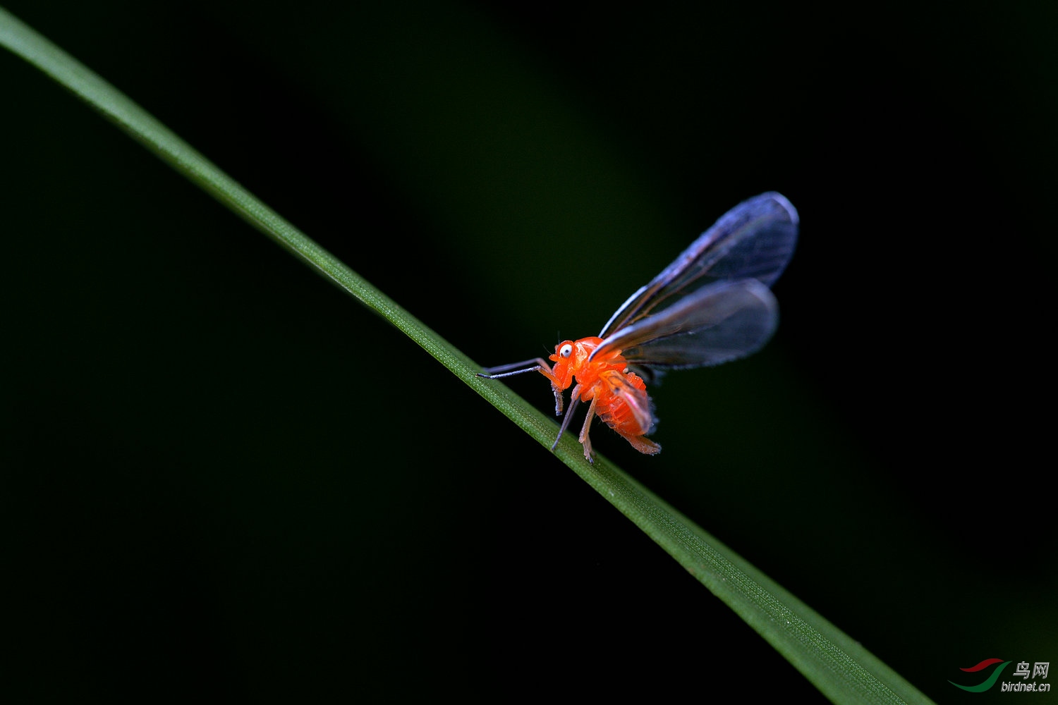 红袖蜡蝉