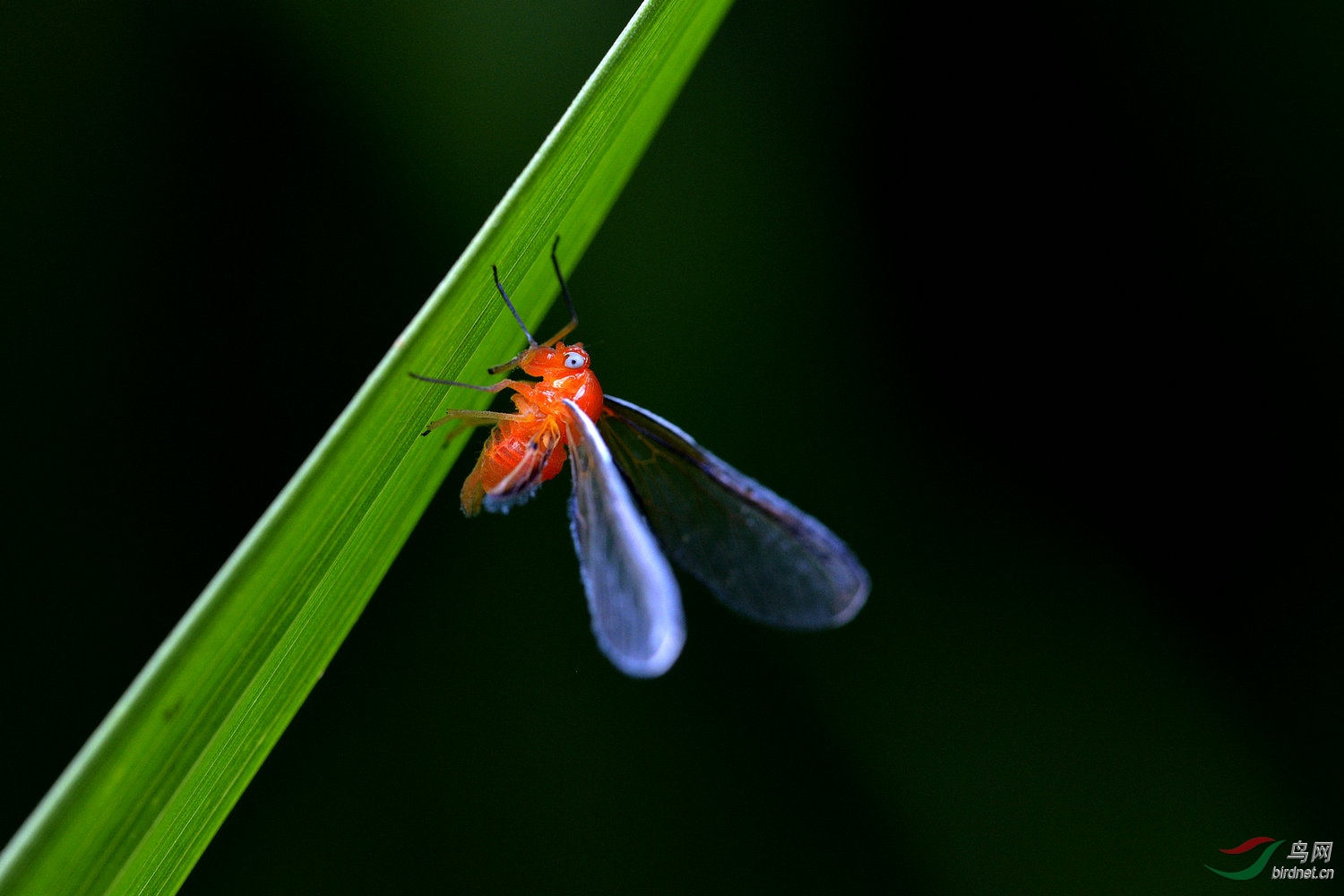 红袖蜡蝉