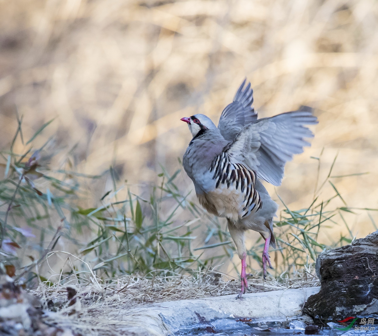 _F4I5956-1��������_�����  ��ʯ�� ����ƽ��ɽ��.JPG