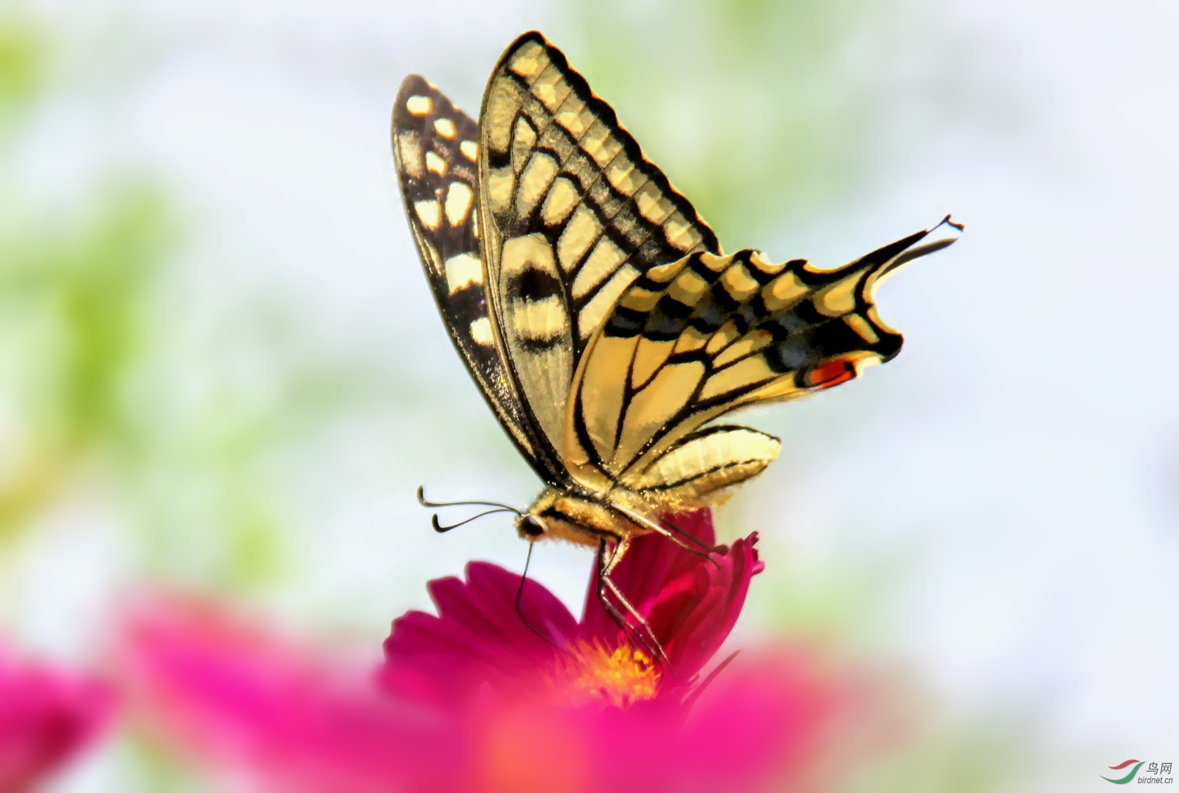 IMG_1836_conew1.jpg