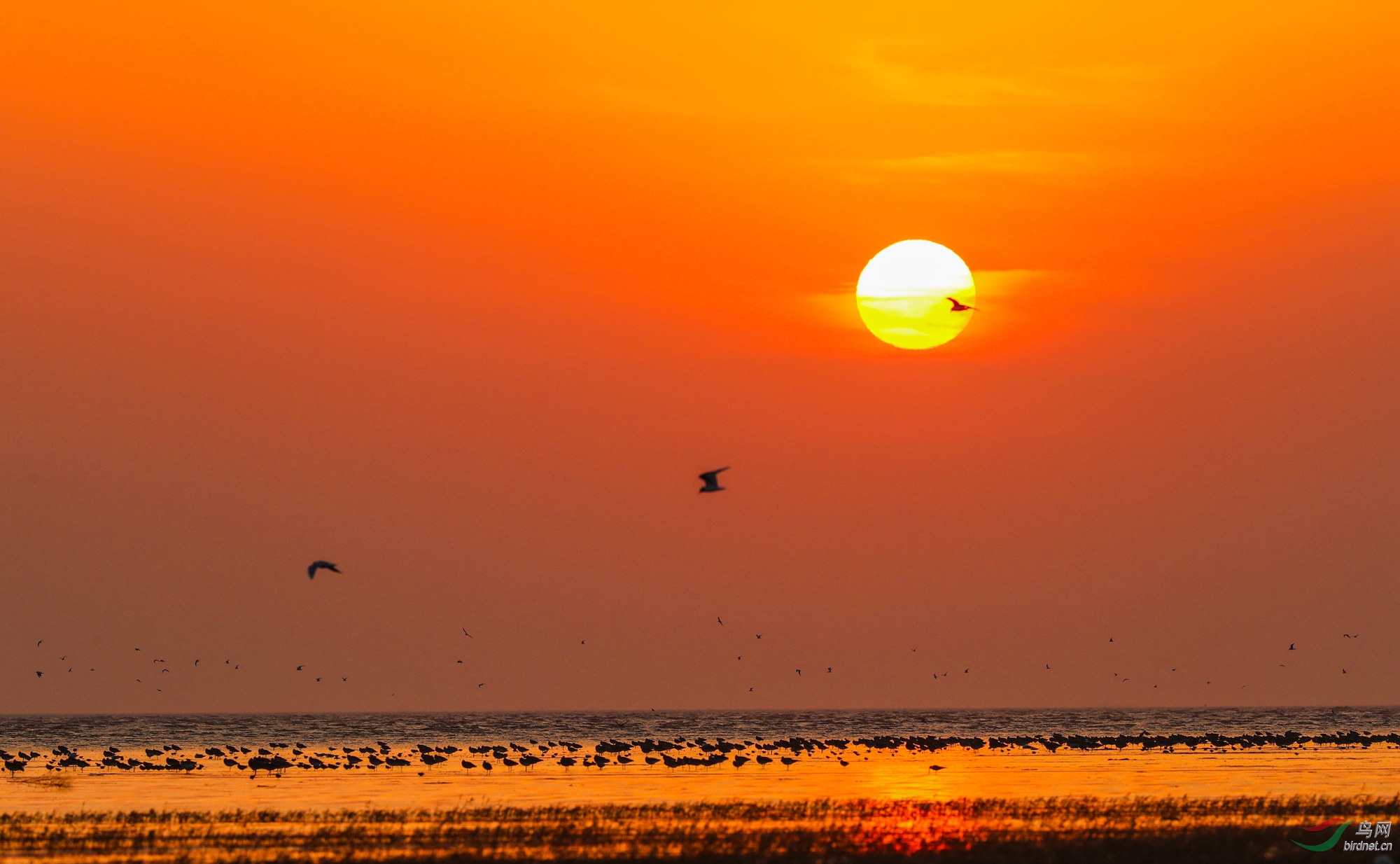 海鸟落日.