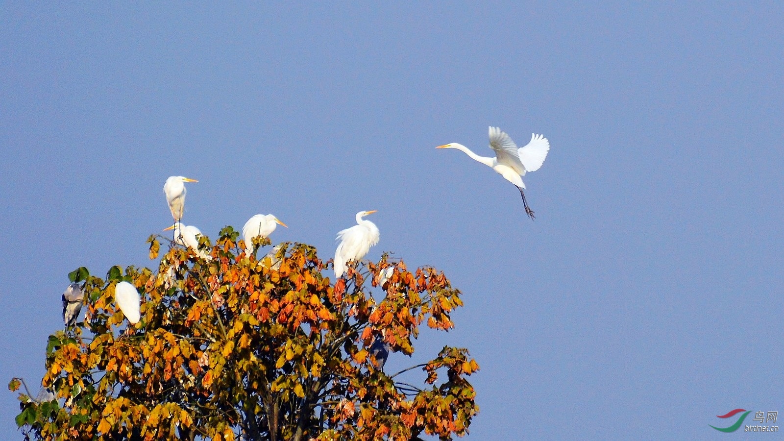 DSC_4234.JPG