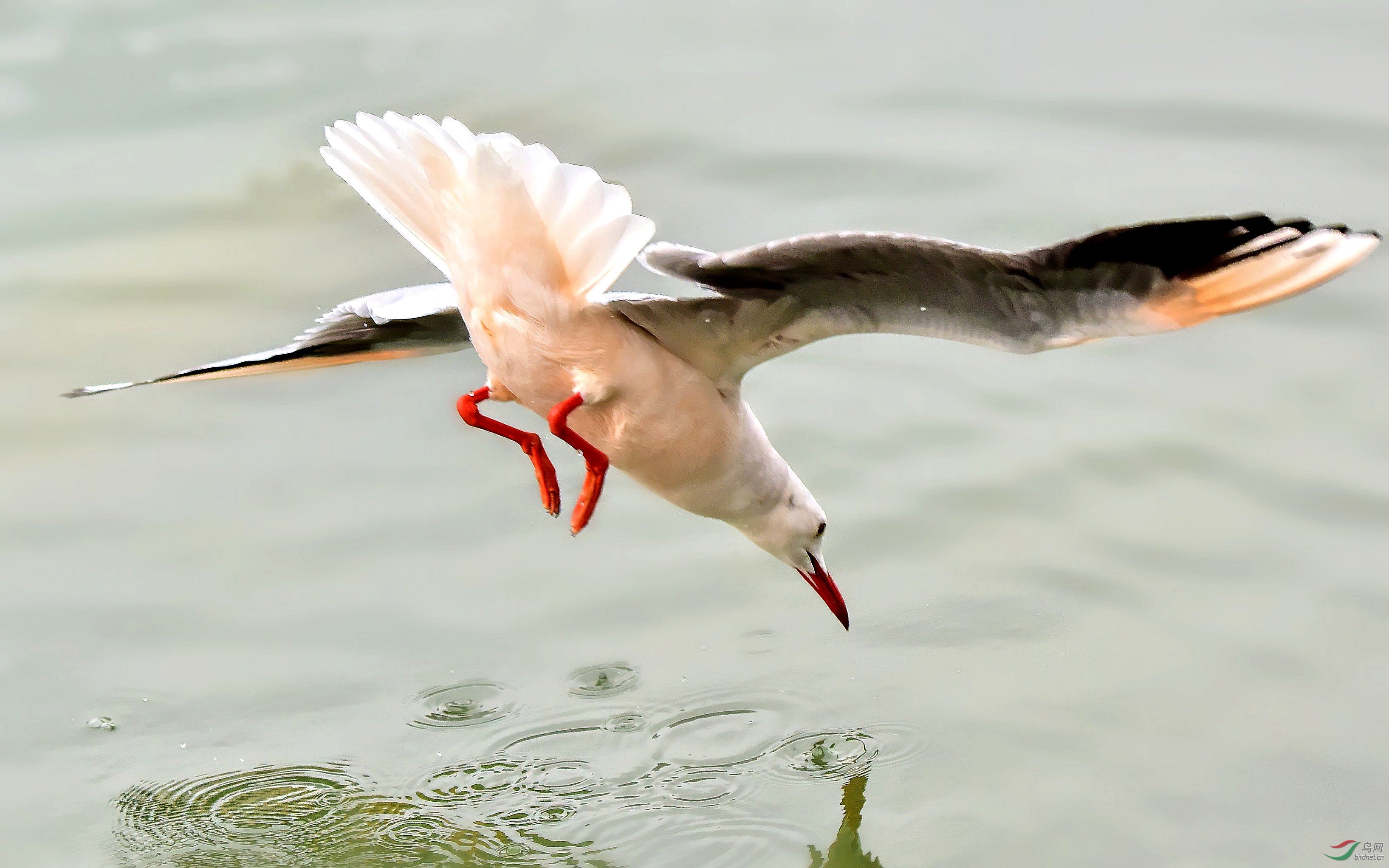 DSC_4700_conew2.jpg