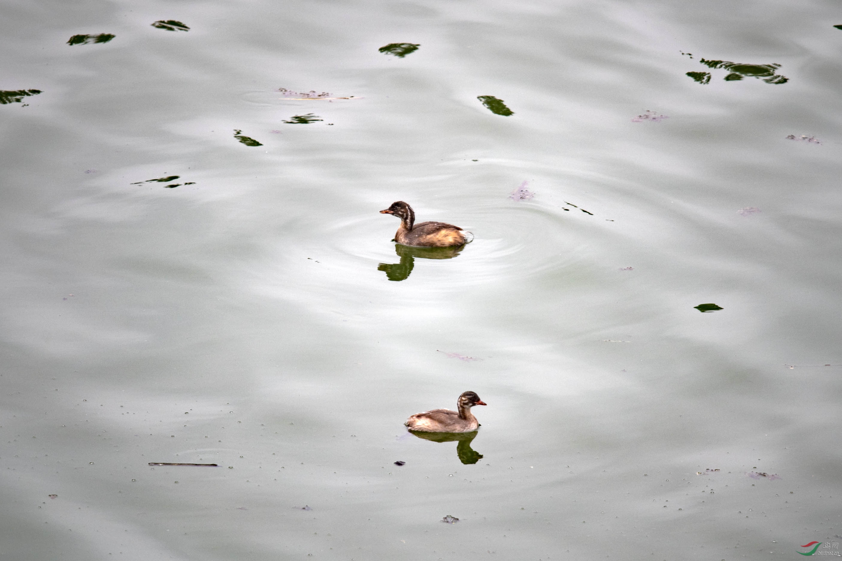 D85_8051.jpg