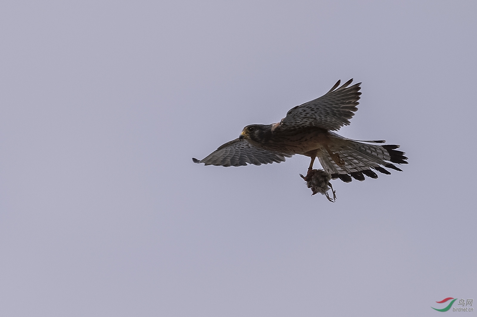 _DSC9644_7609a.jpg
