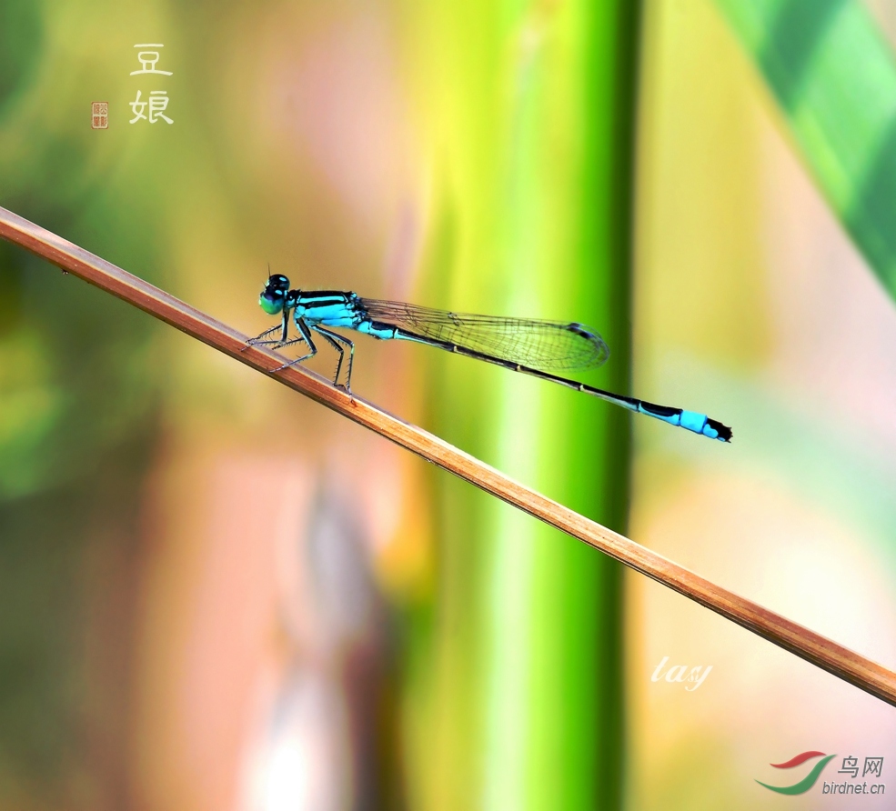 DSC_5566 - ����.JPG