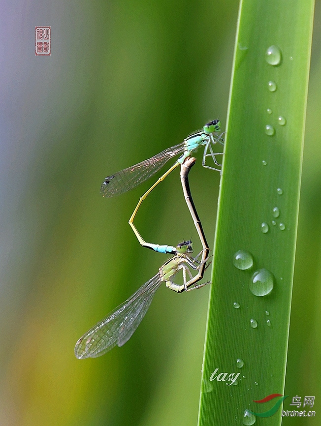 DSC_5337 - ����.JPG