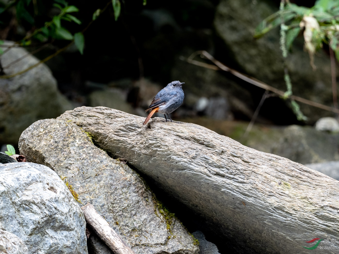 P8180082-2.jpg