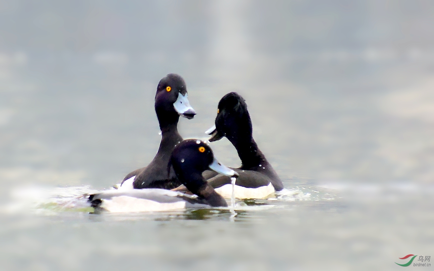 DSC_4057_conew1.jpg