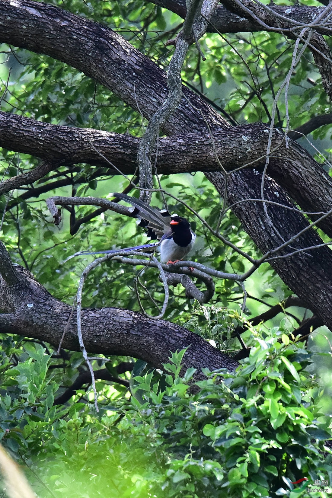 DSC_0011.JPG