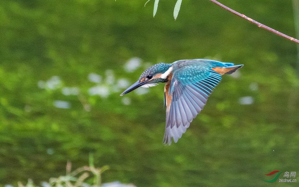 dsc_3730_abc��ͼ_ABC��ͼ.jpg